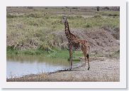 14SerengetiDayGameDrive - 064 * Masai Giraffe.